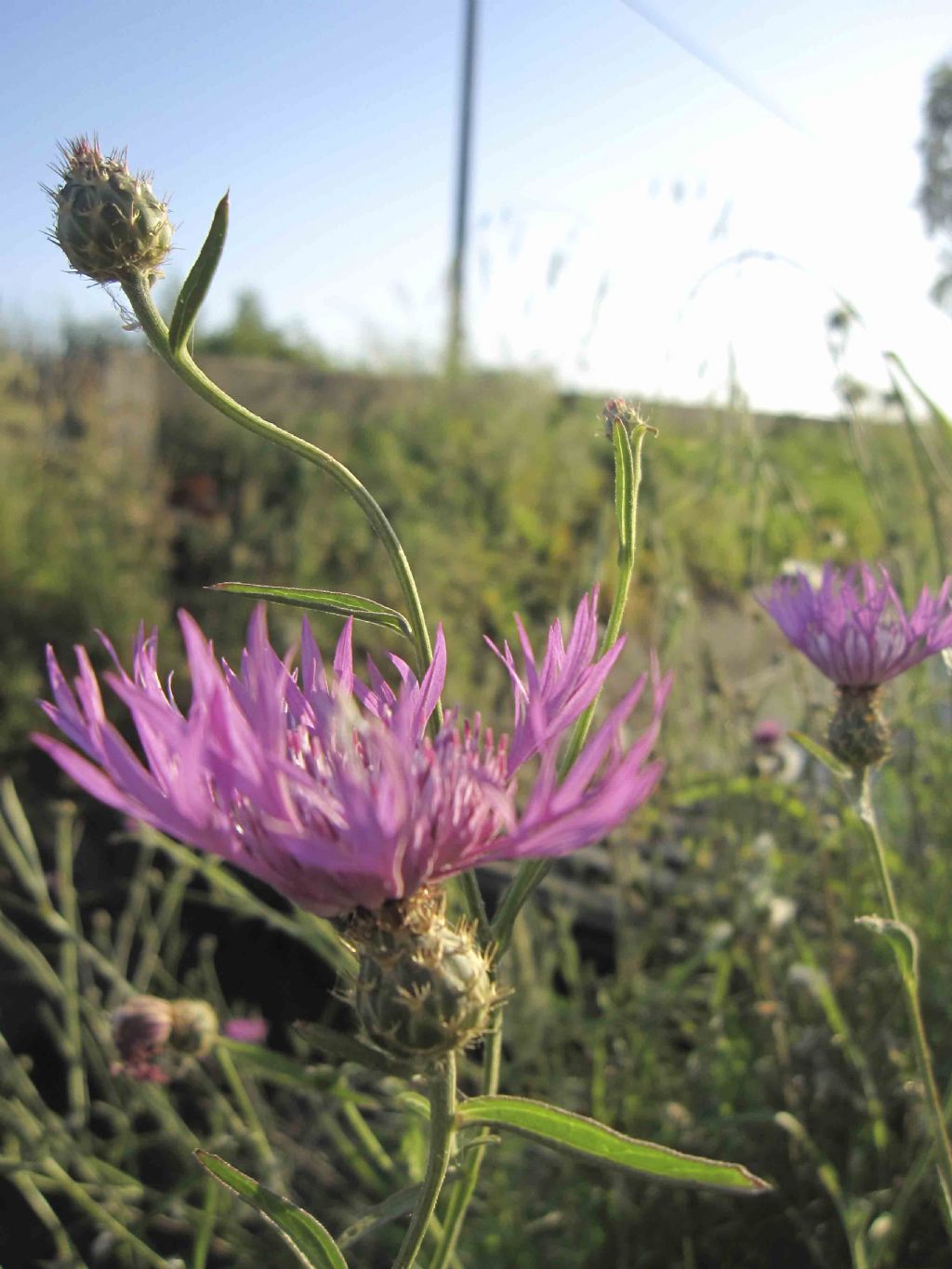 Centaurea napifolia